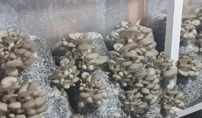 помещение для выращивание грибов