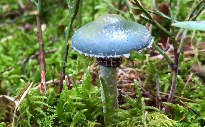 синий гриб в лесу