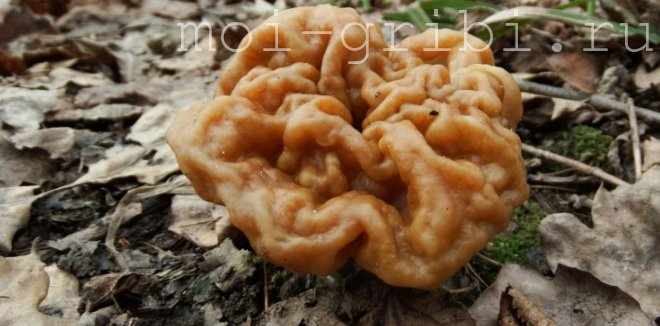 осенние грибы