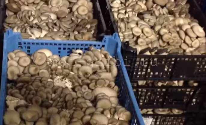 хранение грибов в ящиках