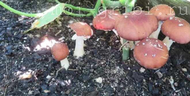 выращиваем грибы дома