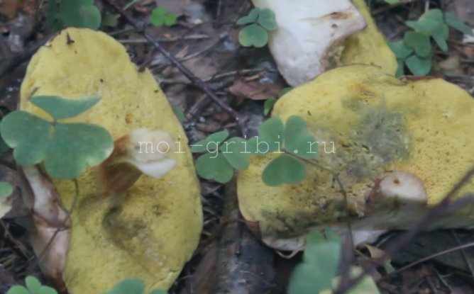 Съедобный гриб из рода Моховик