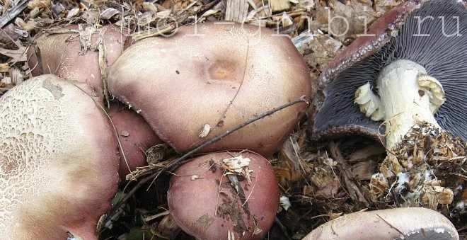 выращивание грибов кольцевик в домашних условиях
