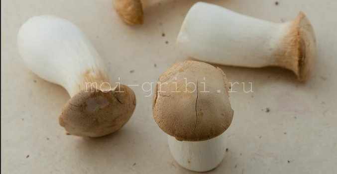 Степной белый гриб
