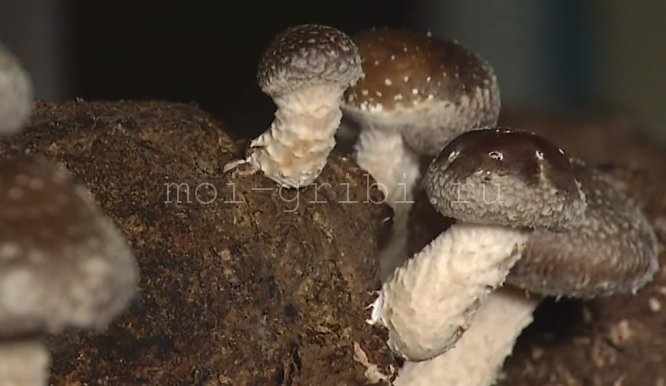 грибы шиитаке