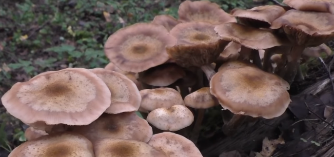 пень обросший грибами