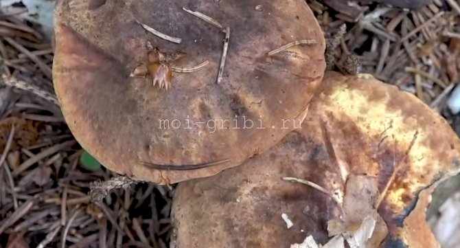 Boletus erythropus