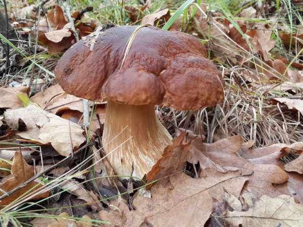 Кавказ богат разнообразными грибами