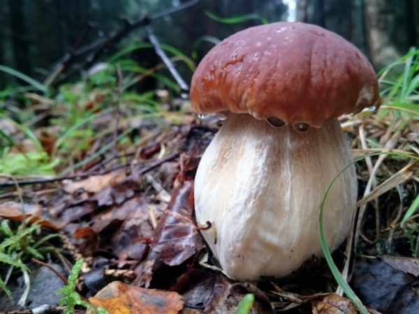 Виды грибов в Ульяновской области