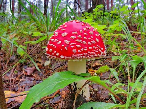 В лесу часто встречаются ядовитые грибы