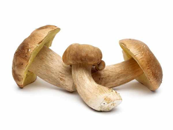 Белые грибы можно успешно выращивать в сарае