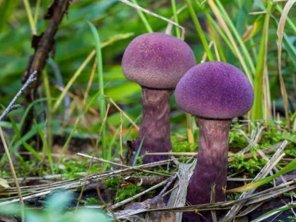 Съедобные виды грибов имеют близнецов среди несъедобных