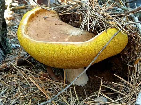Самые большие грибы