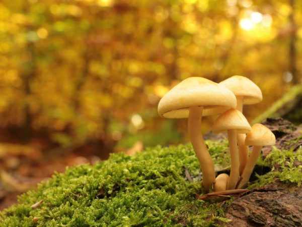 Виды ядовитых грибов Крыма
