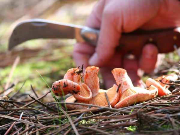 Сбор грибов в Беларуси в 2019 году
