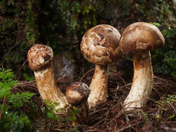 Описание грибов Мацутакэ