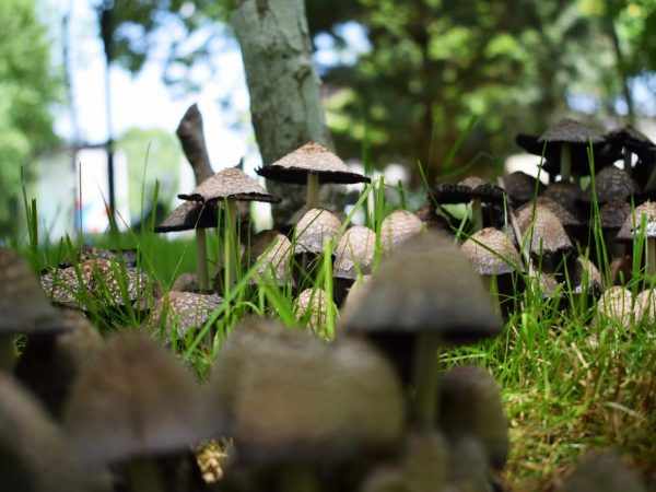 Азотные удобрения могут помочь вывести грибы