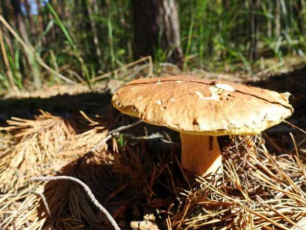 Шляпа гриба может вырасти до 25 см