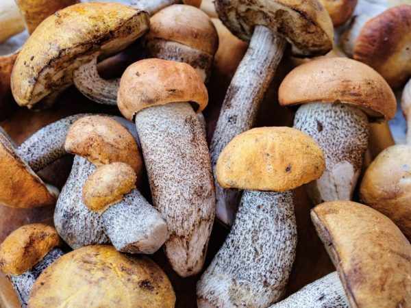 Сбор грибов в Крыму