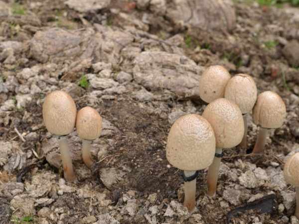 Особенности гриба сорта Навозник