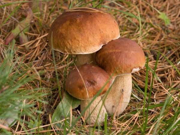 Леса Подмосковья порадуют вас белыми грибами