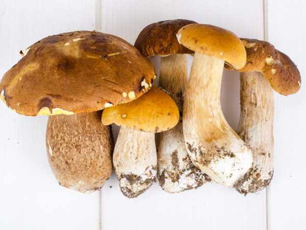 Характеристика трубчатых грибов
