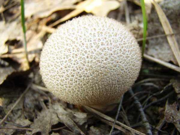 Цвет гриба с возрастом меняется