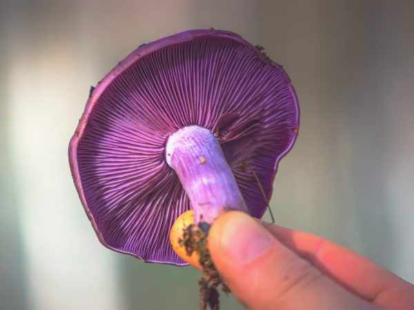 Фиолетовый гриб обладает шляпкой диаметром до 15 см