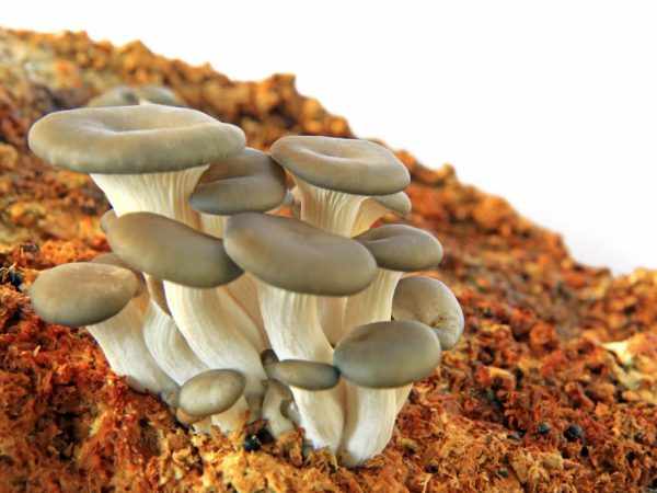 Полное описание грибов вешенок
