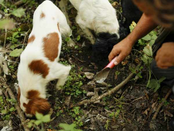 Грибы помогают искать специально обученные собаки