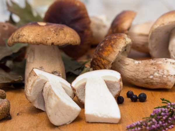 Белые грибы чистить несложно