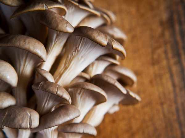 Вешенка — один из самых массивных грибов. Ее диаметр — 18-20 см