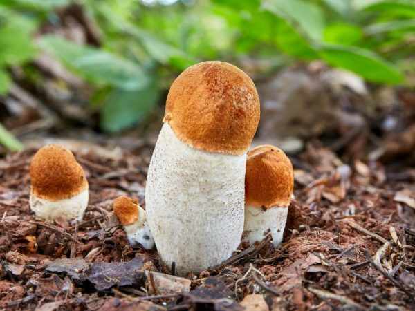 Молодые грибы реже повреждены червями