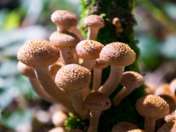 Внешний вид грибов зависит от места обитания