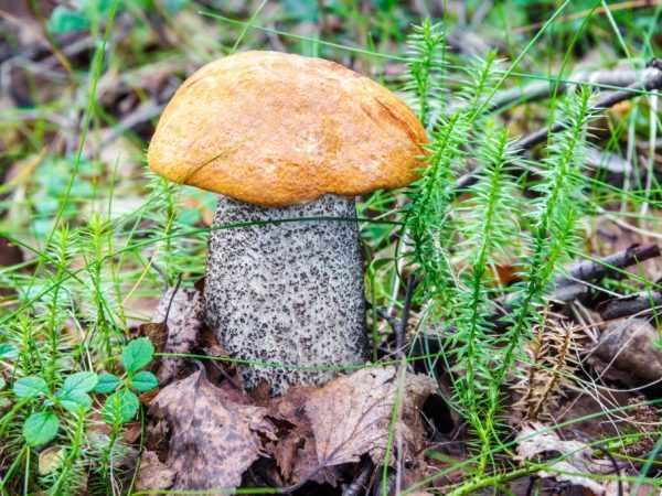 Съедобные грибы в Новосибирской области