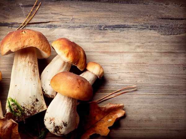 Некоторые виды грибов можно выращивать дома