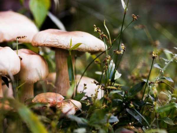 По вкусовым качествам грибы делятся на четыре группы