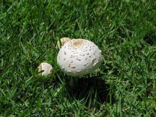На шляпке гриба есть мелкие чешуйки