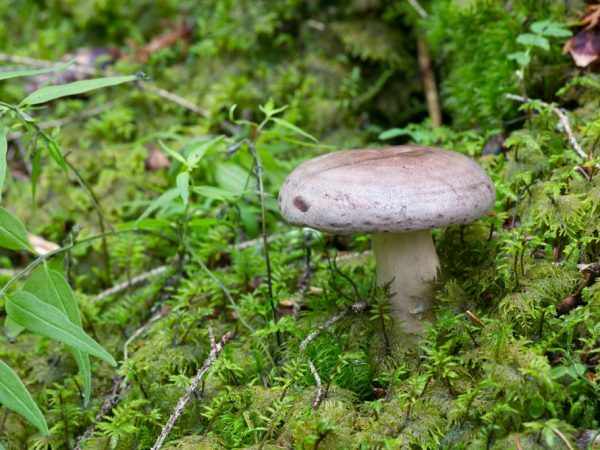 Шляпка гриба имеет неправильную форму, ее поверхность покрыта слизью.