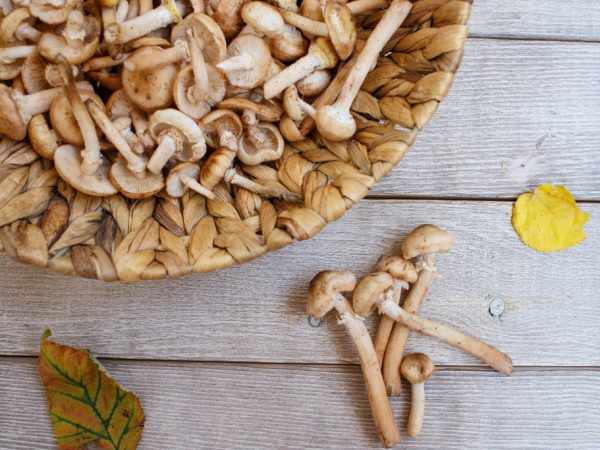Морозить следует только здоровые грибы
