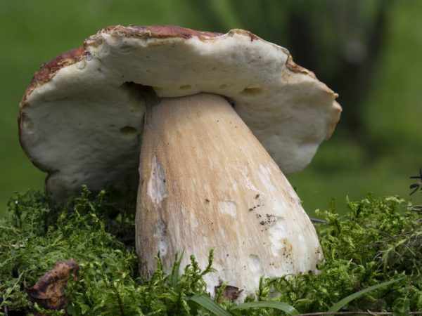 Белые грибы универсальны в приготовлении