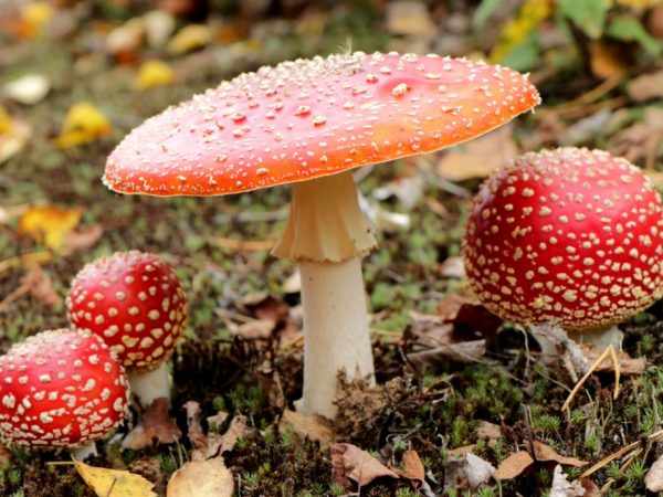 Избегайте ядовитых видов грибов