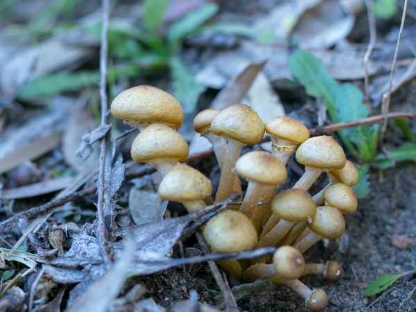 Сбор грибов во Владимирской области