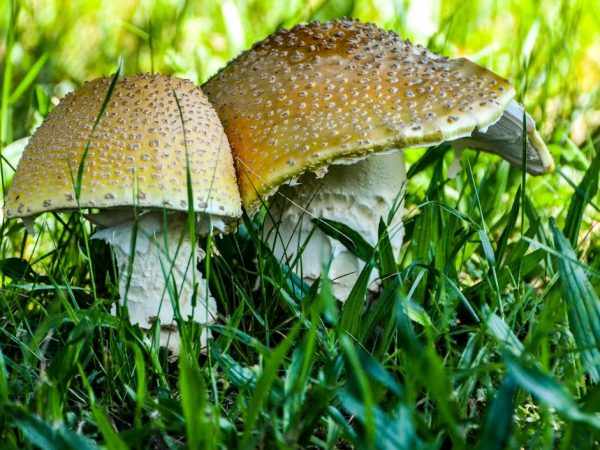 Ядовитые грибы очень опасны