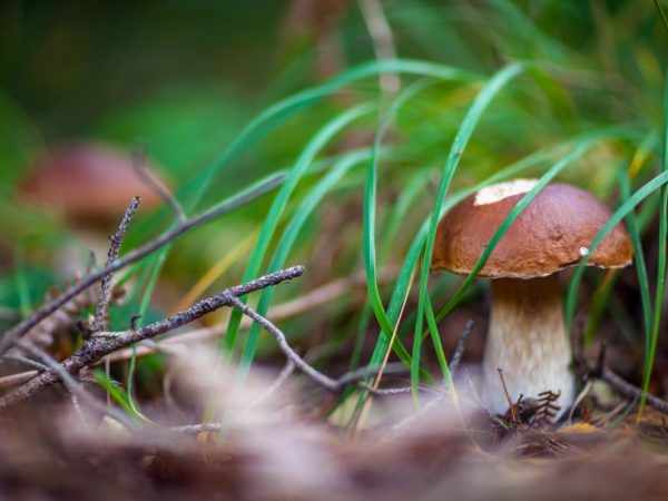 В грибах много полезных веществ