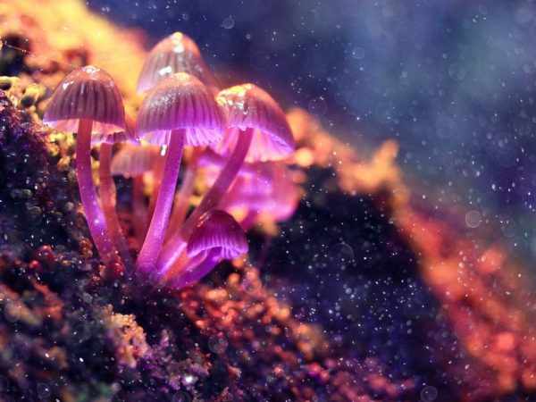Красивые и необычные грибы мира