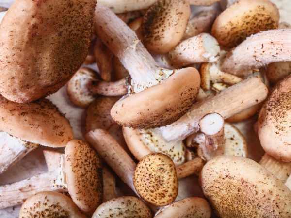 Промытые грибы нужно сразу готовить