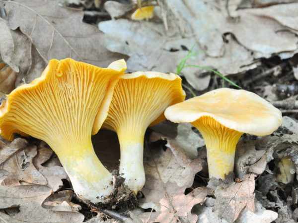 Леса Шиловского района богаты грибами