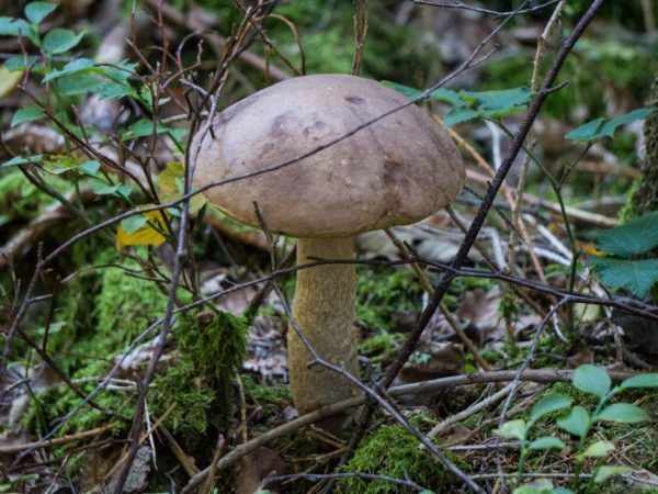 Леса области благоприятны для роста грибов