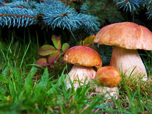 Енотаевский район богат грибами